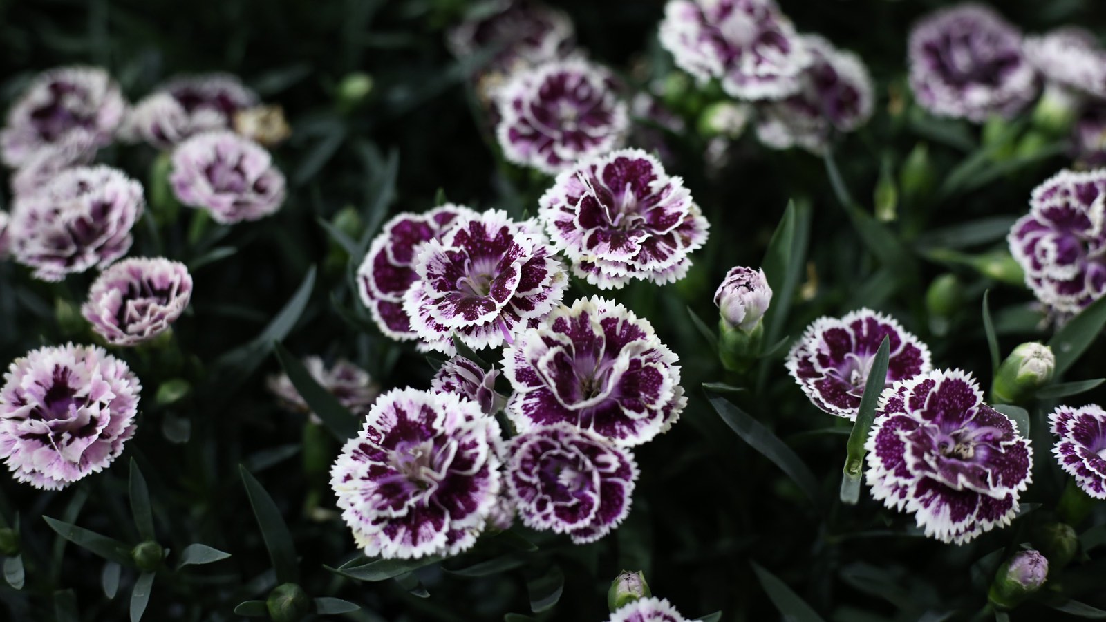 भृकुटीमण्डपमा दोस्रो नेसनल हर्टिकल्चर एक्स्पो