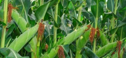 बाँकेमा व्यावसायिक बसन्ते मकैखेती