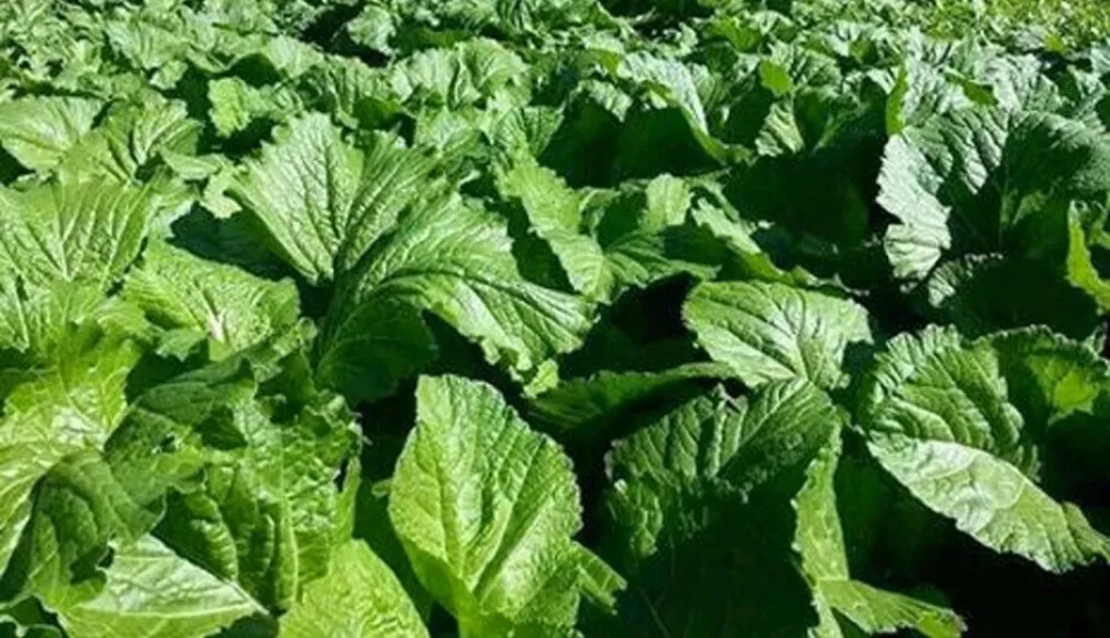 छ कठ्ठा जग्गामा सागसब्जीखेती, वार्षिक तीन लाख आम्दानी