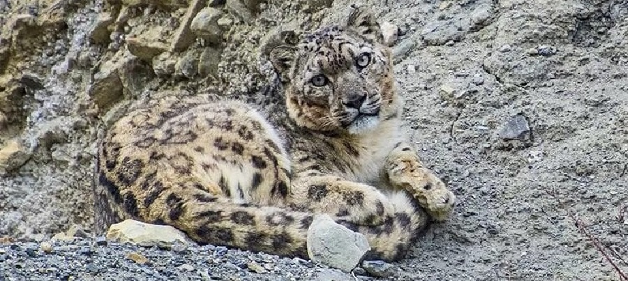 खोला किनारमा चितुवा मृत फेला