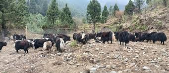 गाउँका बूढापाकाले मात्र धानेका घुम्ती गोठको परम्परा