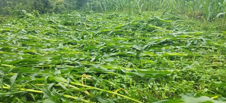 सुनसरीमा हावाहुरी र वर्षाले मकै र आँपमा क्षति