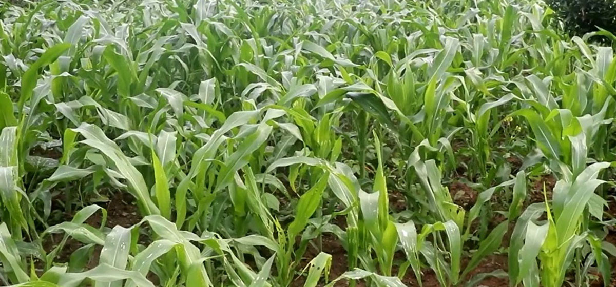 मकैमा फौजी किराको समस्या देखिएपछि किसान चिन्तित