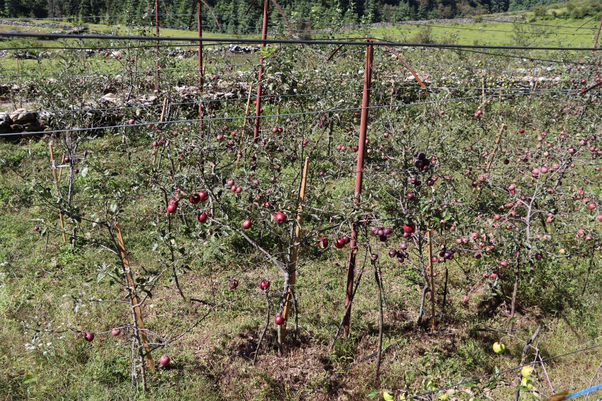 तिलामा असिनापानीले स्याउ बगैँमाचामा क्षति