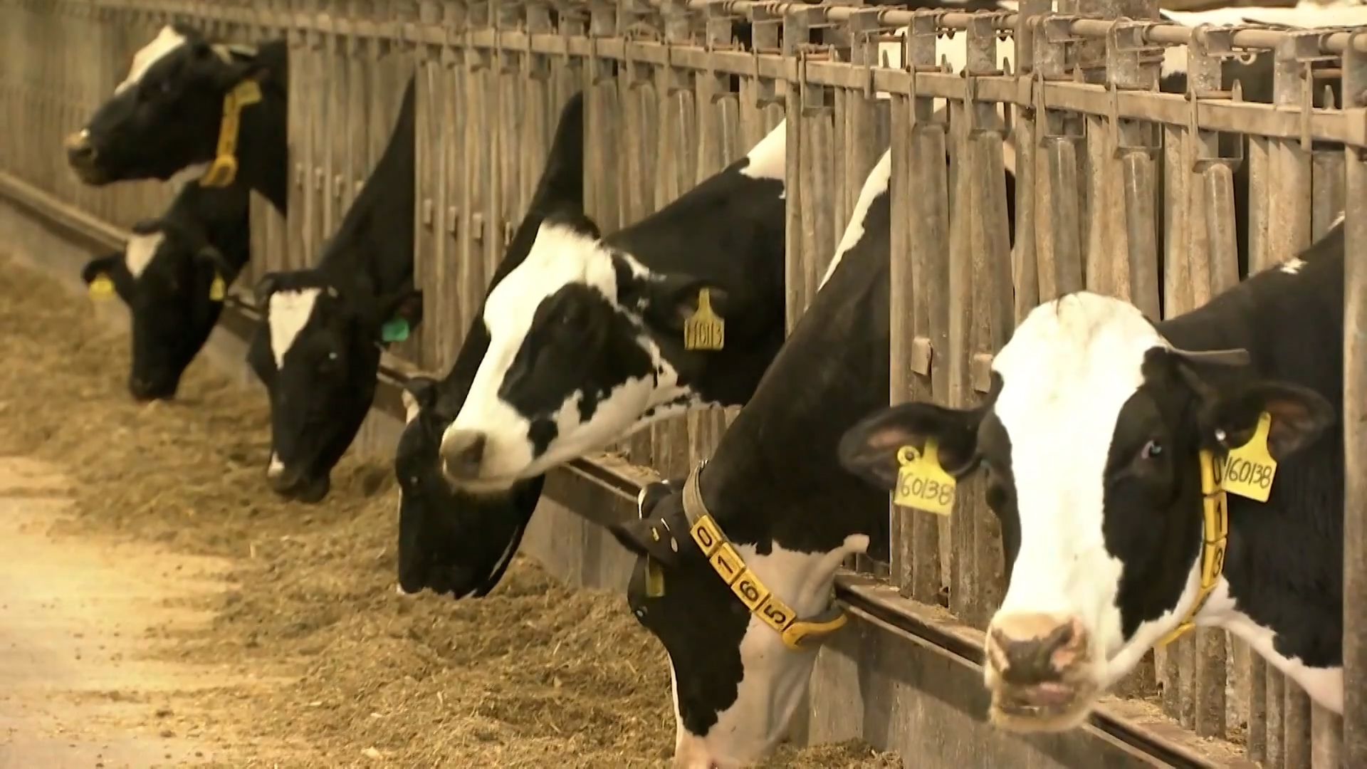 ब्राजिलको गाईको मासु निर्यातमा अमेरिकी करको मार