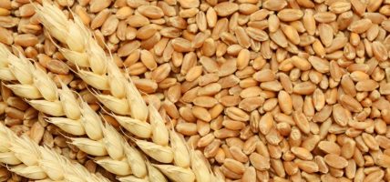 कैलाली गहुँ उत्पादन वृद्धि