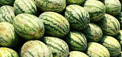 तरबुजा खेतीबाट आत्मनिर्भर बन्दै दङ्गीशरणका युवा