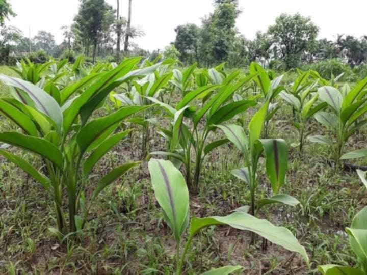 कालो बेसारले जगायो किसानमा आशा, प्रतिकिलो १५०० रुपैयाँमा बिक्री