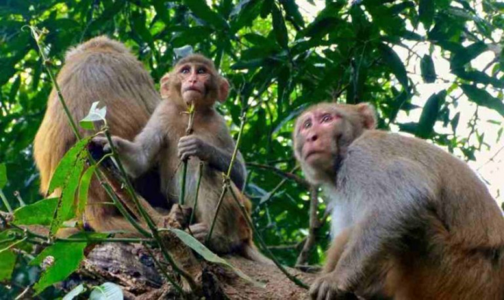 बाँदर आतङ्क न्यूनीकरण गर्न ‘बाँदर बगैँचा’ निर्माण गरिँदै