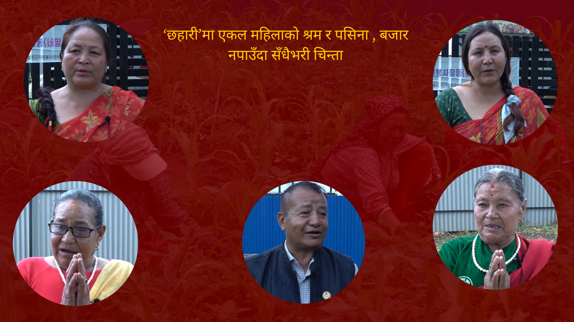 सुनाकोठीमा एकल महिलाहरुको ‘छहारी’: जहाँ फस्टाएको छ अर्गानिक उत्पादन