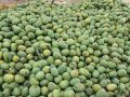 पाकेको आँप भन्दा काँचो आँप स्वास्थ्यका लागि फाइदा