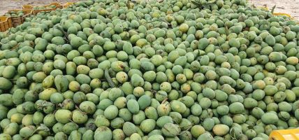 पाकेको आँप भन्दा काँचो आँप स्वास्थ्यका लागि फाइदा