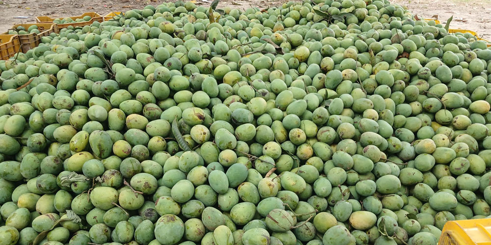 पाकेको आँप भन्दा काँचो आँप स्वास्थ्यका लागि फाइदा