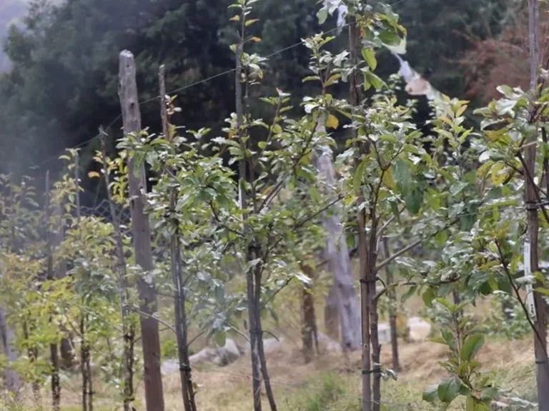 मुस्ताङमा स्याउ बगैचाभित्र जौ खेती : दोहोरो आम्दानी
