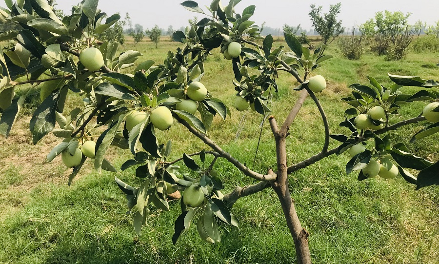 झाडी फाँडेर फलफूल बगैँचा