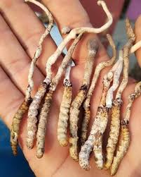 पाल्पाको रिमिघा लेकमा यार्सागुम्बा फेला