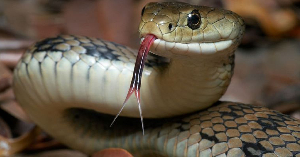 सर्वसाधारणलाई सर्प पहिचानसम्बन्धी तालिम सञ्चालन