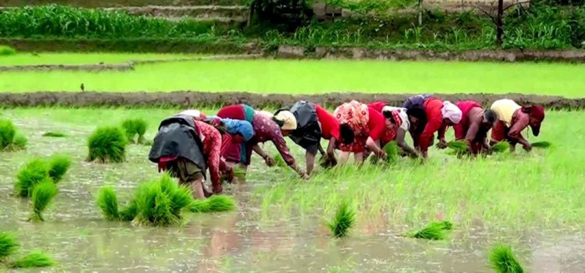 रोपाहार पाउन छाडेपछि …