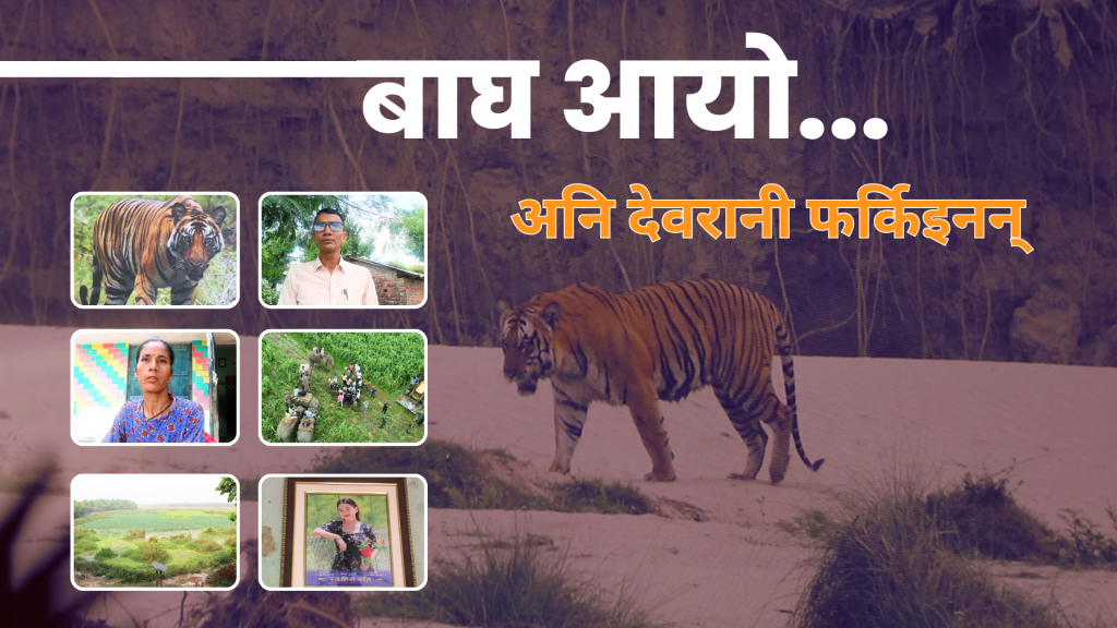 विश्व बाघ दिवसको छायाँमा गाउँलेका आँशु: सहअस्तित्वको कथामा पीडादायी घाउ