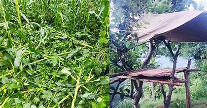 मकैबाली जोगाउन हेरालु नियुक्त