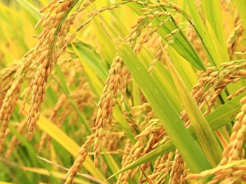 बर्खे धानको समर्थन मूल्य नपाएको किसानको गुनासो