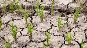 Farmers worried due to prolonged drought in Mahottari