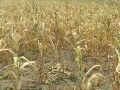 खडेरीले धानको ब्याड सुक्न थालेपछि किसान चिन्तित