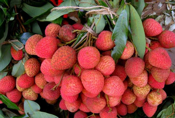 रावाबेँसीबाट करोड हाराहारीका लिची बिक्री
