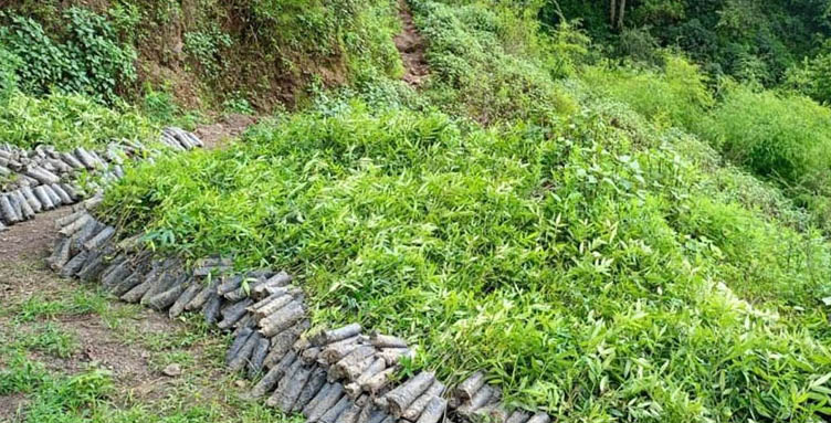 किसान टिमुर खेतीतिर आकर्षित