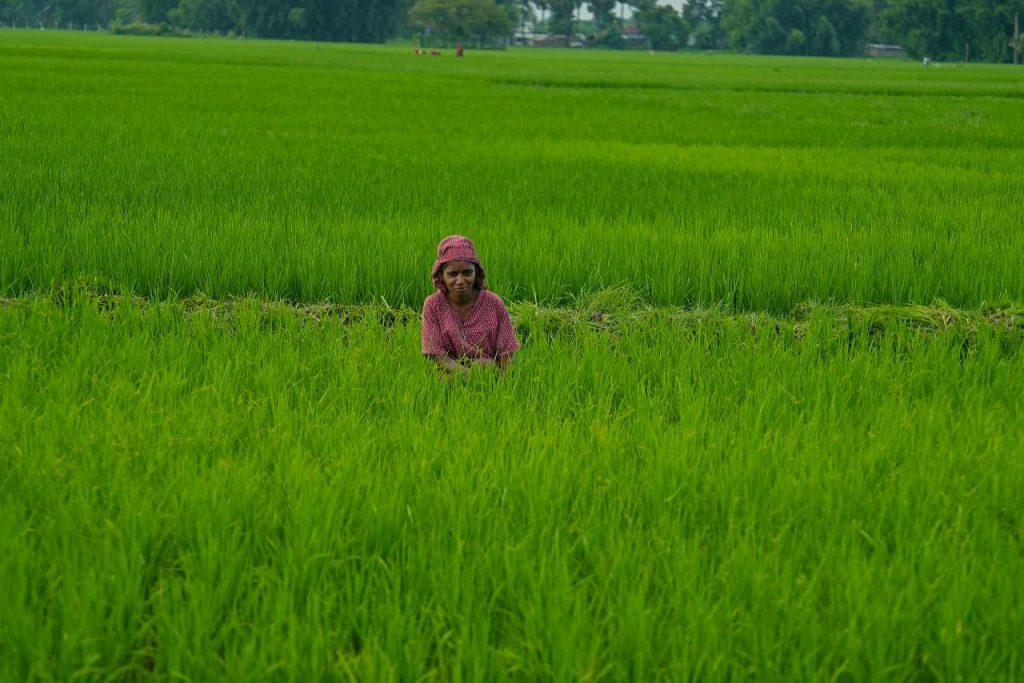 धान गोड्न व्यस्त जहदाका किसानहरु (फोटो फिचर)