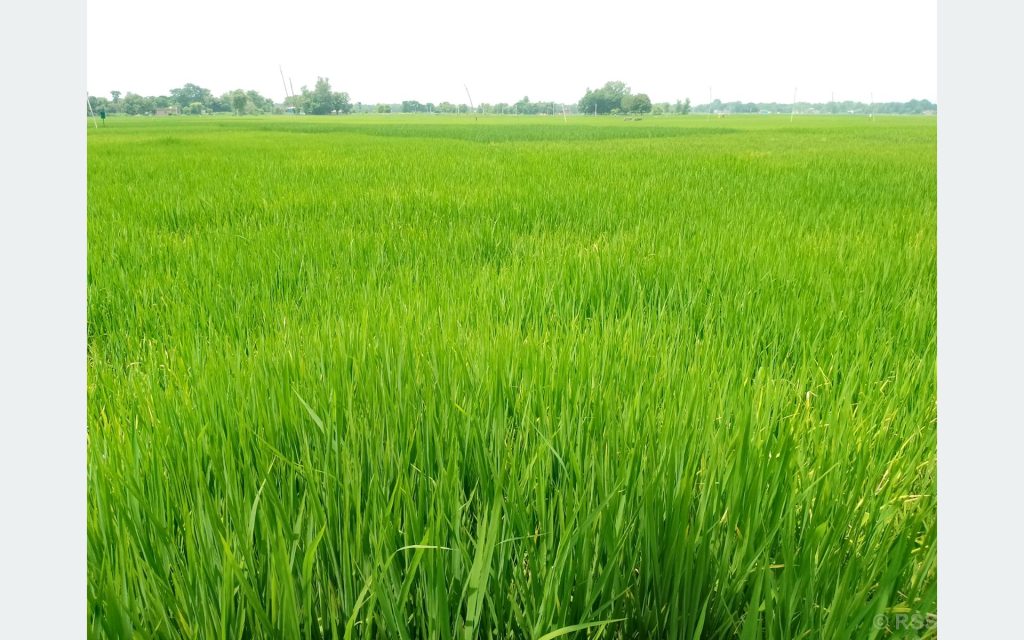 उब्जाउ जमिन नासिँदै, कृषि उत्पादन घट्दै