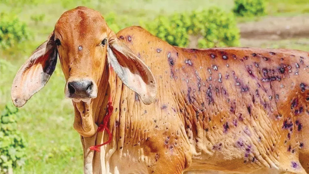 काभ्रेको पशुचौपायामा ‘लम्पी स्किन’ सङ्क्रमण