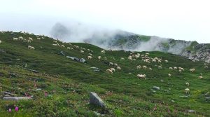 बुकीपाटनमा प्लास्टिकजन्य फोहर बढ्दा सुन्दरता कुरुप बन्ने खतरा