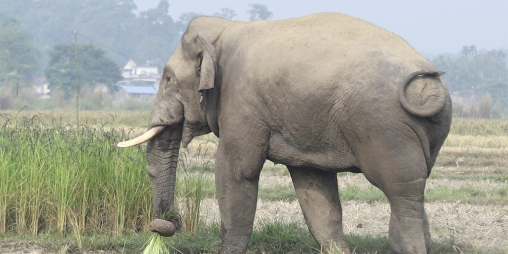 शुक्लाफाँटामा हात्तीले दुई घर भत्कायो