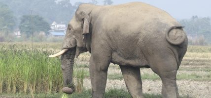 ध्रुर्वे हात्तीको गतिविधि प्रत्येक १० मिनेटमा लिइँदै
