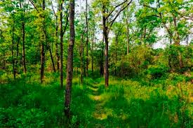 सामुदायिक वन समन्वय समितिको कार्ययोजनाः संरक्षणसँगै वैकल्पिक आयआर्जनमा जोड