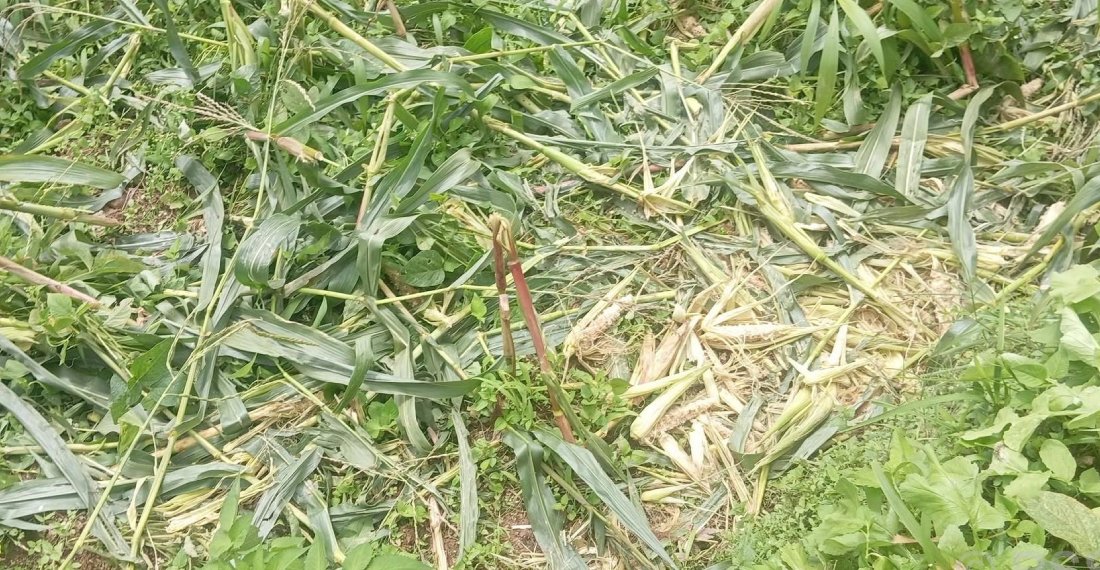 जङ्गली जनावरको आतङ्कले खेतबारीमै बास