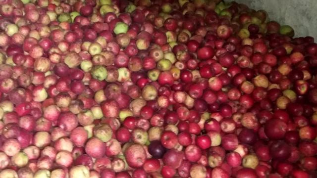 उपभोक्ताको रुचिमा कर्णालीको स्याउ