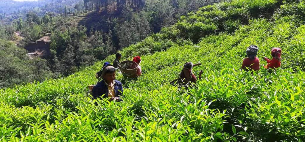 परीक्षणसम्बन्धी नयाँ नियमले चिया निर्यात ठप्प
