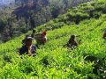 परीक्षणसम्बन्धी नयाँ नियमले चिया निर्यात ठप्प परीक्षणसम्बन्धी नयाँ नियमले चिया निर्यात ठप्प
