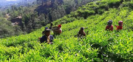 परीक्षणसम्बन्धी नयाँ नियमले चिया निर्यात ठप्प