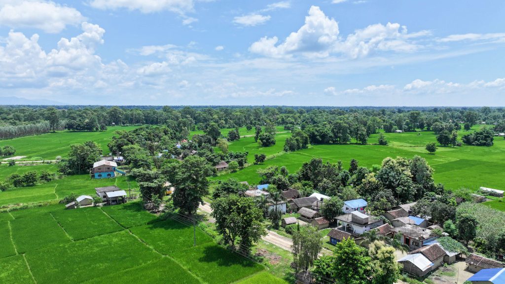 ठाकुरद्वाराको हरियाली धानखेत (फोटोफिचर)