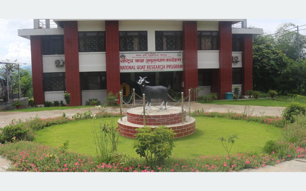 लक्ष्यभन्दा बढी बाख्रा उत्पादन गर्दै राष्ट्रिय बाख्रा अनुसन्धान केन्द्र