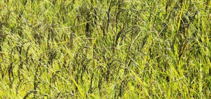 लुम्बिनी प्रदेशमा चैते धानखेतीको क्षेत्रफल घट्दै