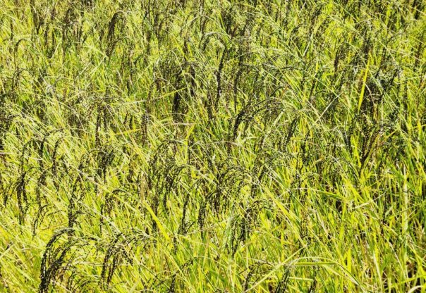 लुम्बिनी प्रदेशमा चैते धानखेतीको क्षेत्रफल घट्दै