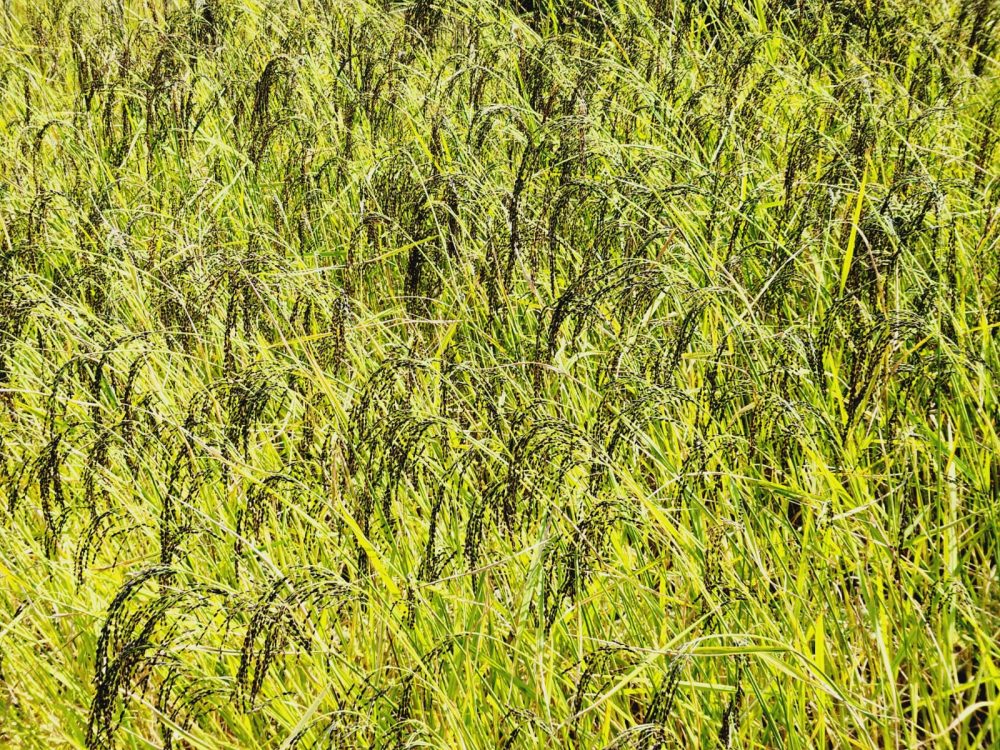 खैरहनीद्वारा धानको बीउमा ५० प्रतिशत अनुदान