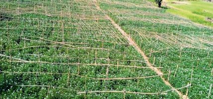 मधुवा रोगको समस्याले किसान चिन्तित