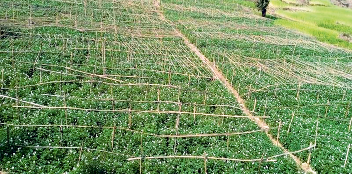 मधुवा रोगको समस्याले किसान चिन्तित