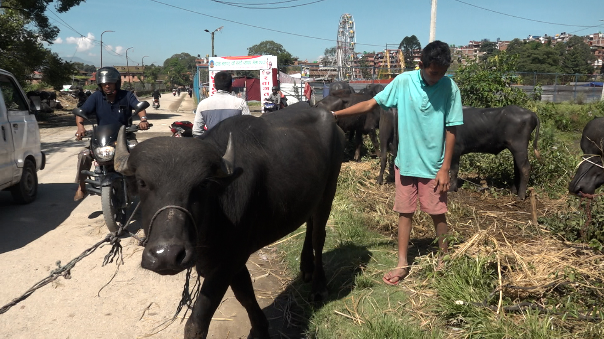भक्तपुरमा राँगाको व्यापार : ९० हजारदेखि एक लाख पैंयाँसम्मका राँगा रोजाइमा