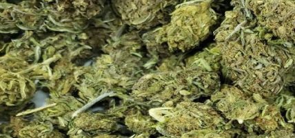 पर्साबाट दुई सय तेह्र किलो गाँजा बरामद